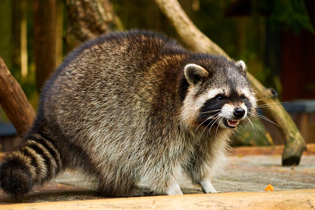 Second Northfield raccoon confirmed for rabies - DOWNBEACH