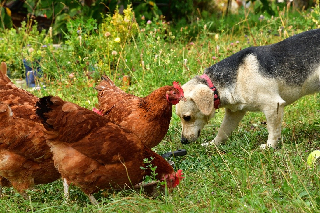 Marissa Corbett of Shamong, NJ on Training Dogs to Protect Backyard Chickens