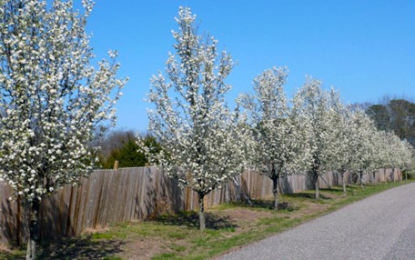 Sustainable Downbeach: Foul-smelling trees compete with spring flower fragrance